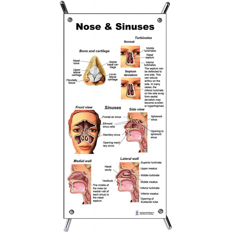 Nose and Sinuses Small Poster with stand