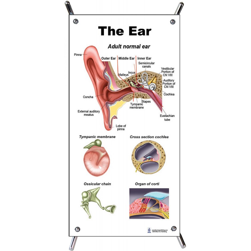 Ear Small Poster with stand