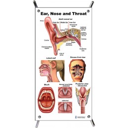 Ear Nose Throat Small Poster