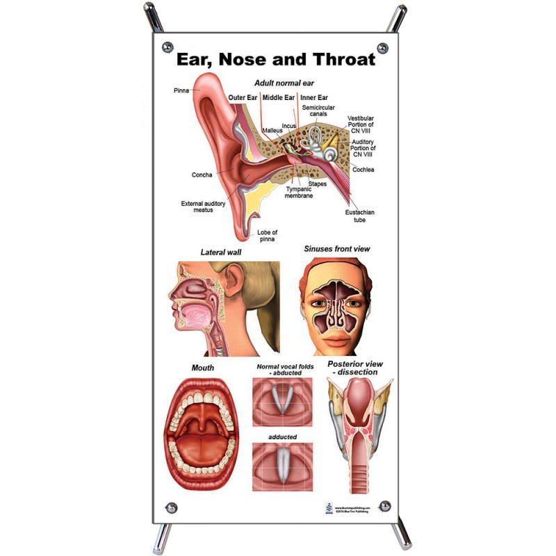 Ear Nose Throat Small Poster with stand
