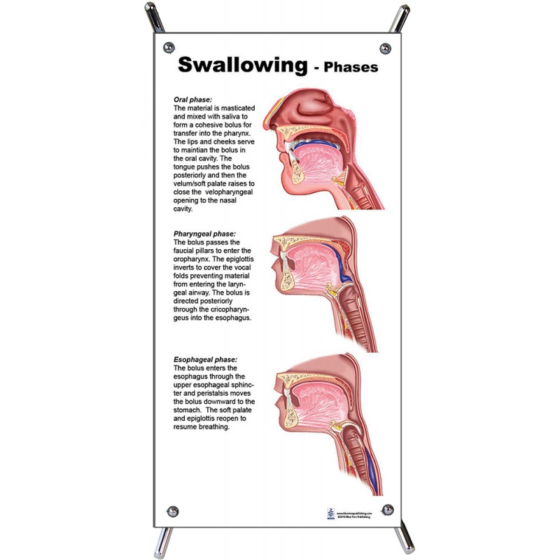 Swallowing Phases Small Poster with stand