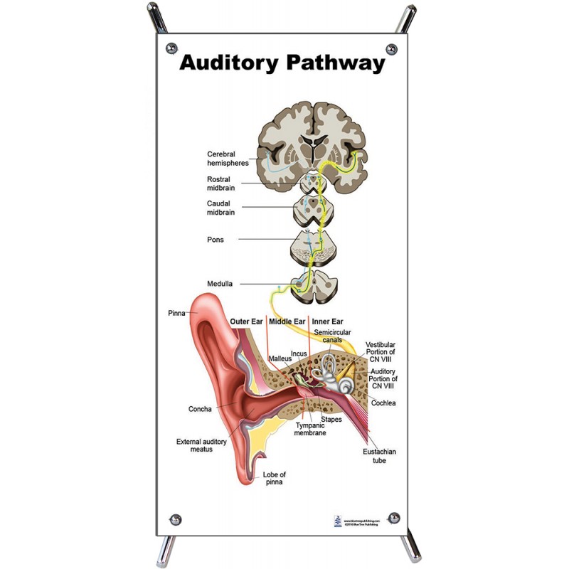 Auditory Pathway Small Poster with stand
