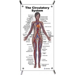 Circulatory System Small Poster with stand