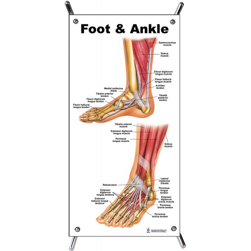 Foot and Ankle Small Poster with stand