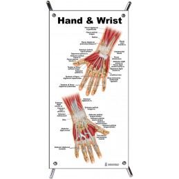 Hand and Wrist Small Poster
