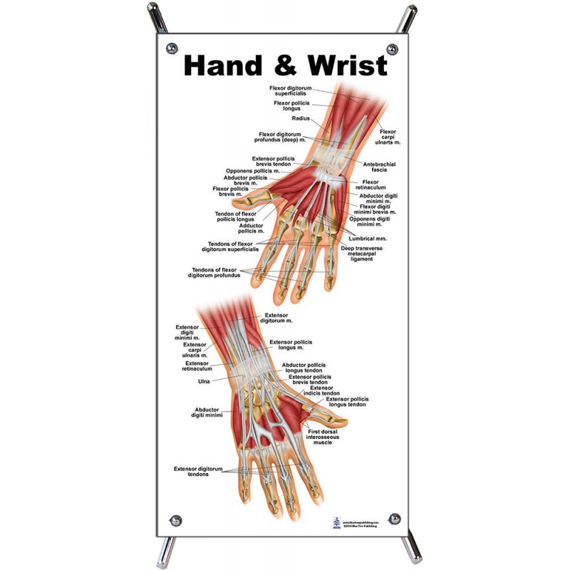 Hand and Wrist Small Poster with stand
