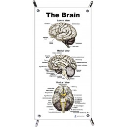 Brain Black and White Small Poster