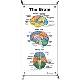 Brain Color Small Poster with stand