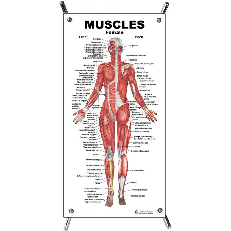 Muscles Female Small Poster with stand