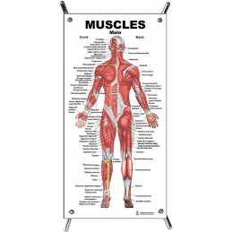 Muscles Male Small Poster with stand