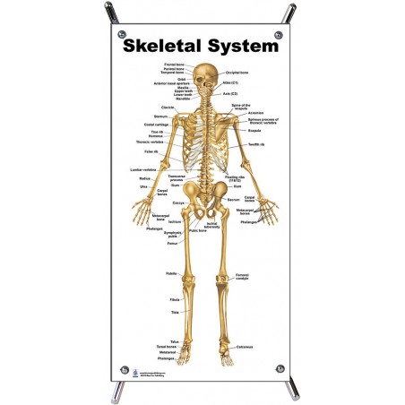 small essay on skeletal system