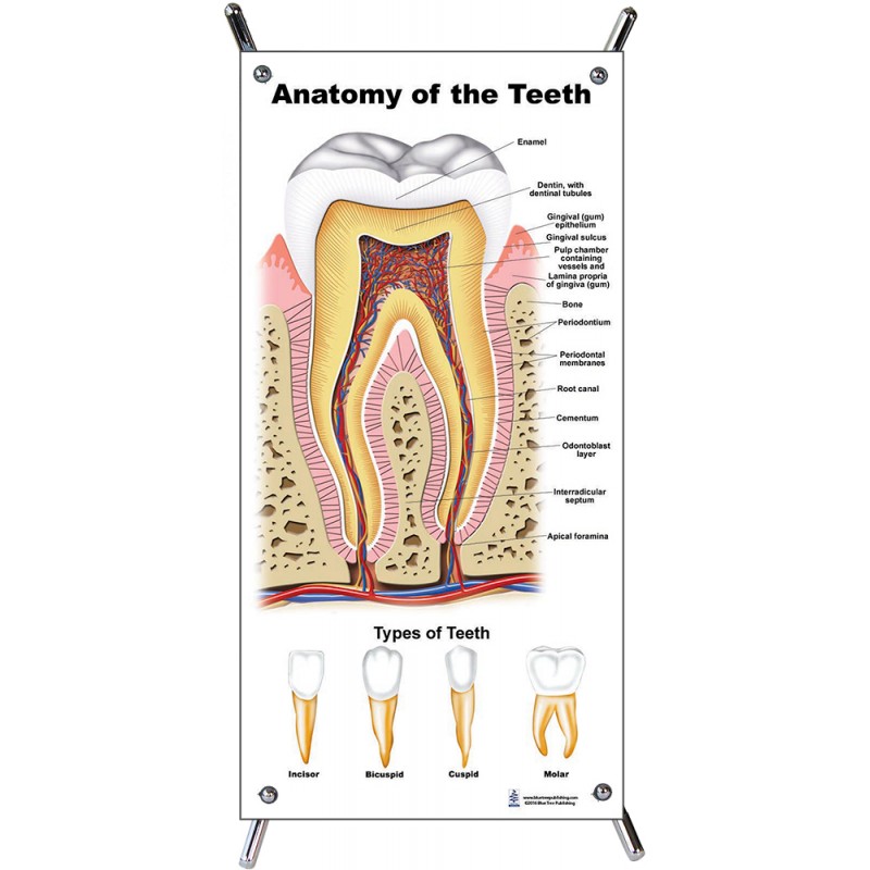 Teeth Anatomy Small Poster with stand