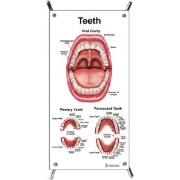 Teeth Small Poster with stand