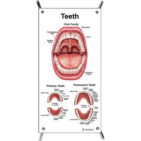 Teeth Small Poster