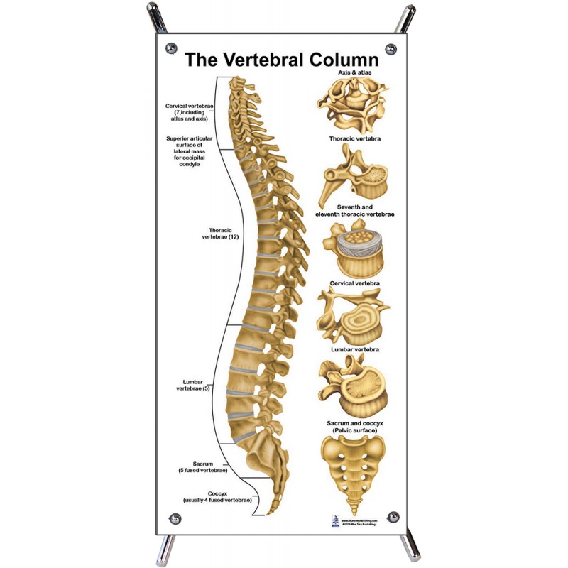 Vertebral Column Small Poster with stand