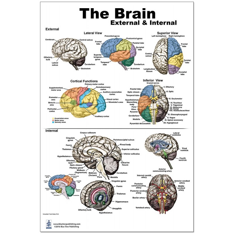 Brain External and Internal Medium Poster