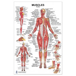 Muscles Female Large Poster