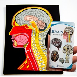 Head and Neck Mat Model with Brain Pocket Chart