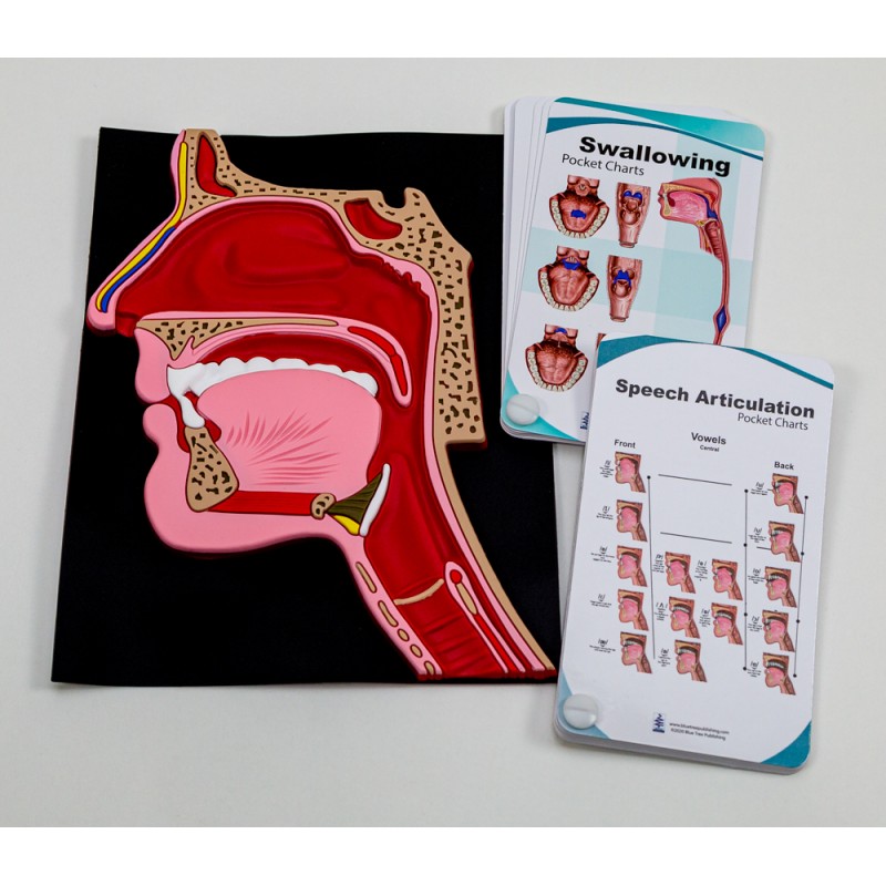 Head Mat Model with Speech Articulation and Swallowing Pocket Charts