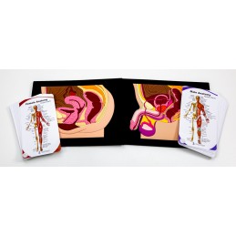 Female and Male Pelvic Organ Mat Model with Pocket Charts
