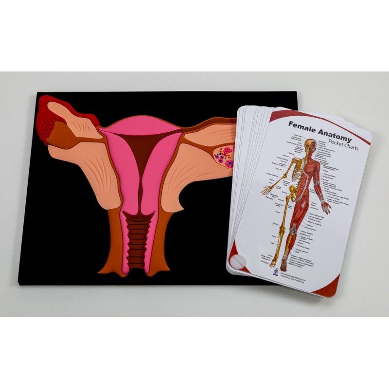 Uterus Mat Model with Female Pocket Chart