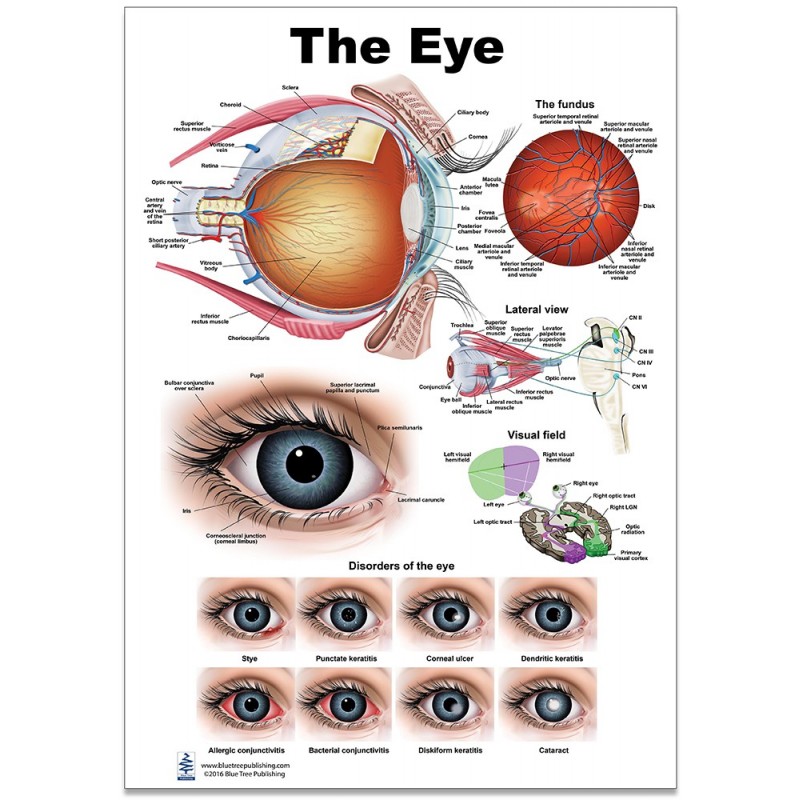 Eye Regular Poster