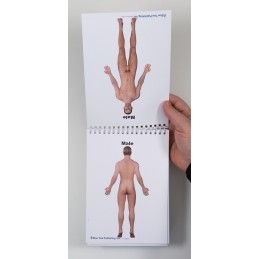 Male Anatomy Flip Chart