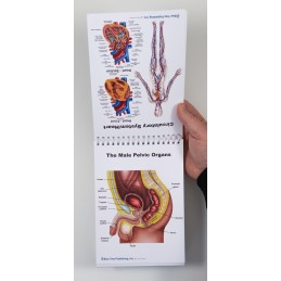 Male Anatomy Flip Chart