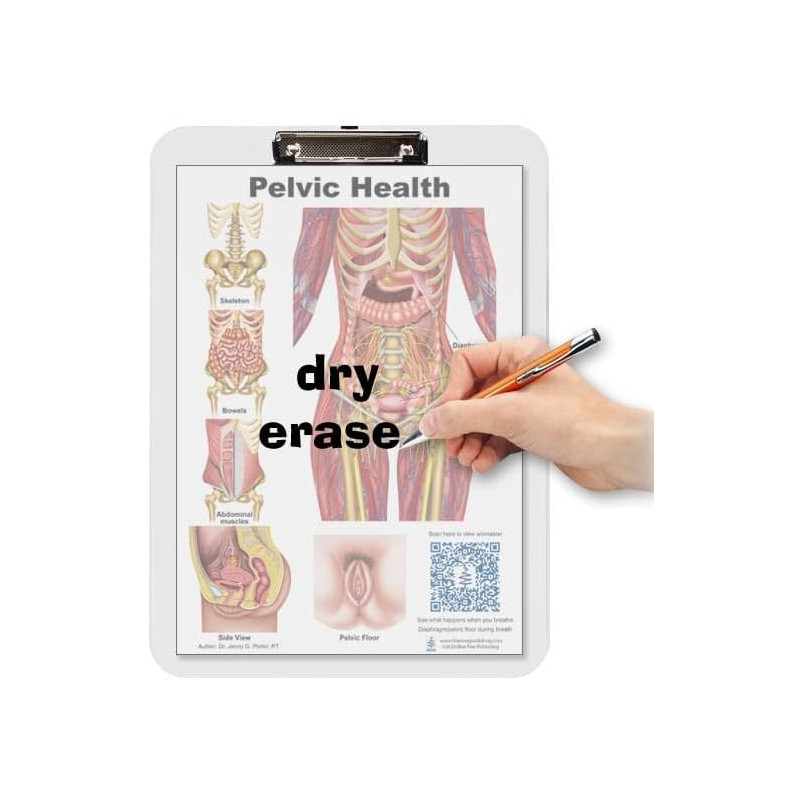 Male Anatomy Flip Chart with Male Pelvic Organs Mat Model