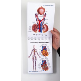 Female Anatomy Flip Chart circulatory and urinary tract view