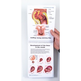 Female Anatomy Flip Chart fetus development and pelvic organs view