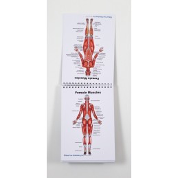 Female Anatomy Flip Chart muscle views