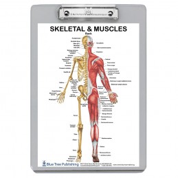 Muscle Anatomy and Skeletal Clipboard back