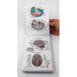 Brain Anatomy Flip Chart