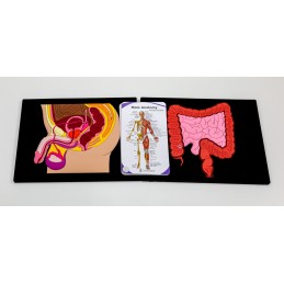 Male Pelvic Organ and Colon Mat Model with Male Pocket Chart