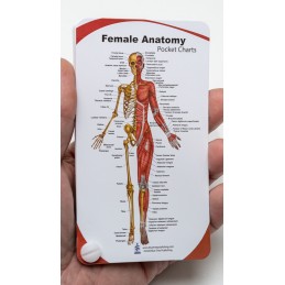 Female Anatomy Pocket Chart
