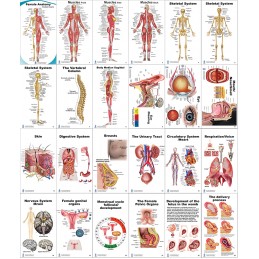 Female Anatomy Pocket Charts layout