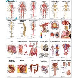 Male Anatomy Pocket Charts