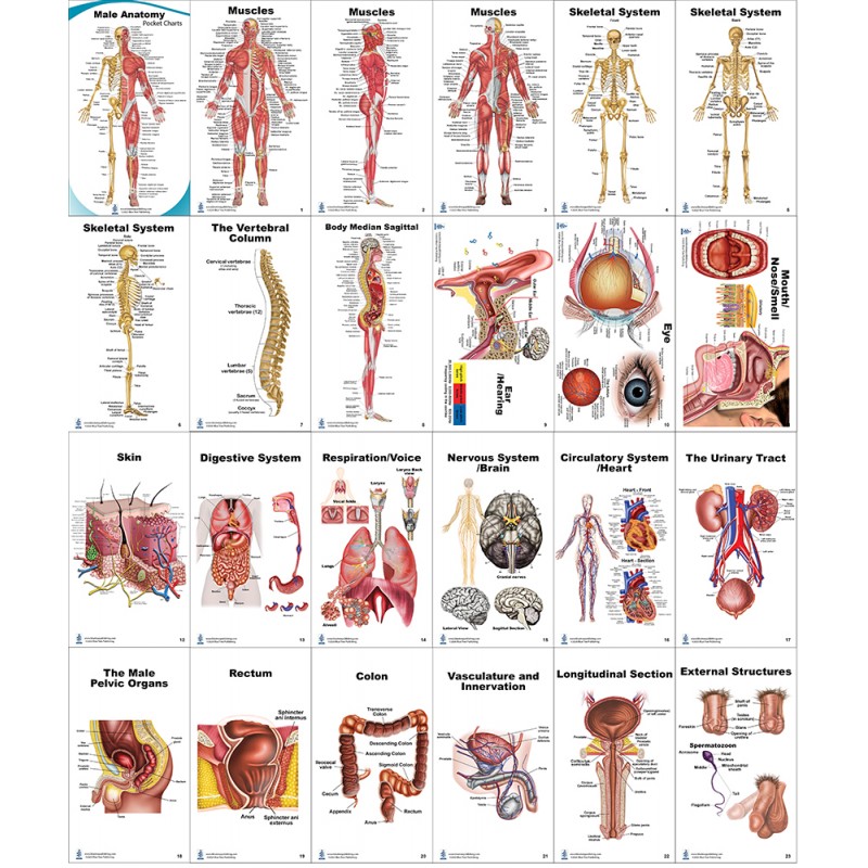Reproductive System Anatomical Chart