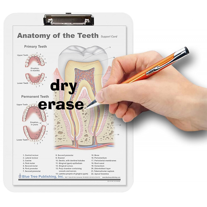 SLP, Swallowing, Speech Articulation, Brain Anatomy Pocket Charts Set