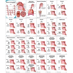 Speech Articulation Anatomy Pocket Charts layout