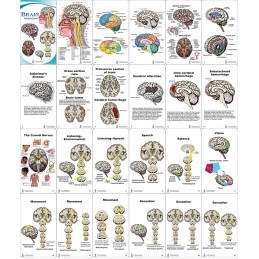 Brain Anatomy Pocket Charts layout