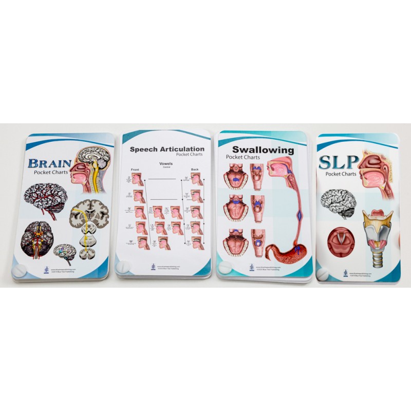 SLP, Swallowing, Speech Articulation, Brain Anatomy Pocket Charts Set