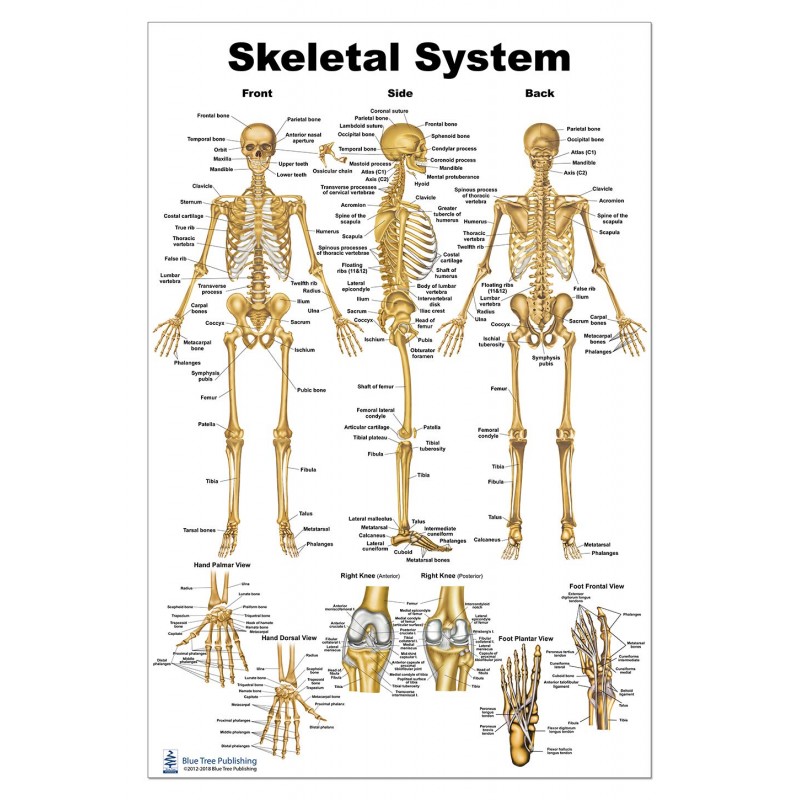 Skeletal System Large Poster