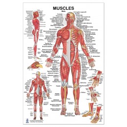 Muscles Male Large Poster