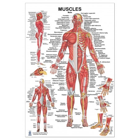 Muscles Male Large Poster