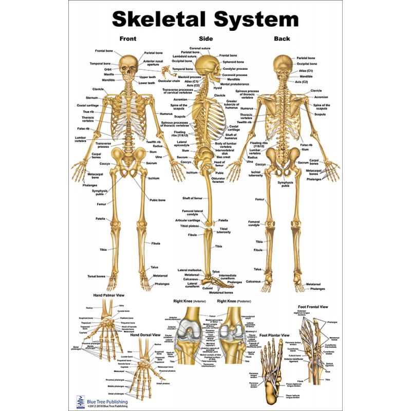 Skeletal System Regular Poster