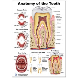 Teeth Anatomy Regular Poster
