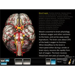 Brain Two Computer App Set - Cerebrum ID