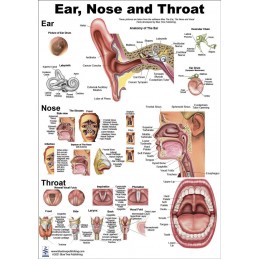 Ear Nose Throat Regular Poster